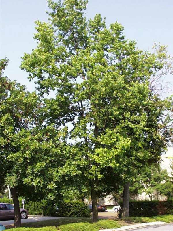 Tall tree with lush green foliage near a parking area, cars visible in the background.