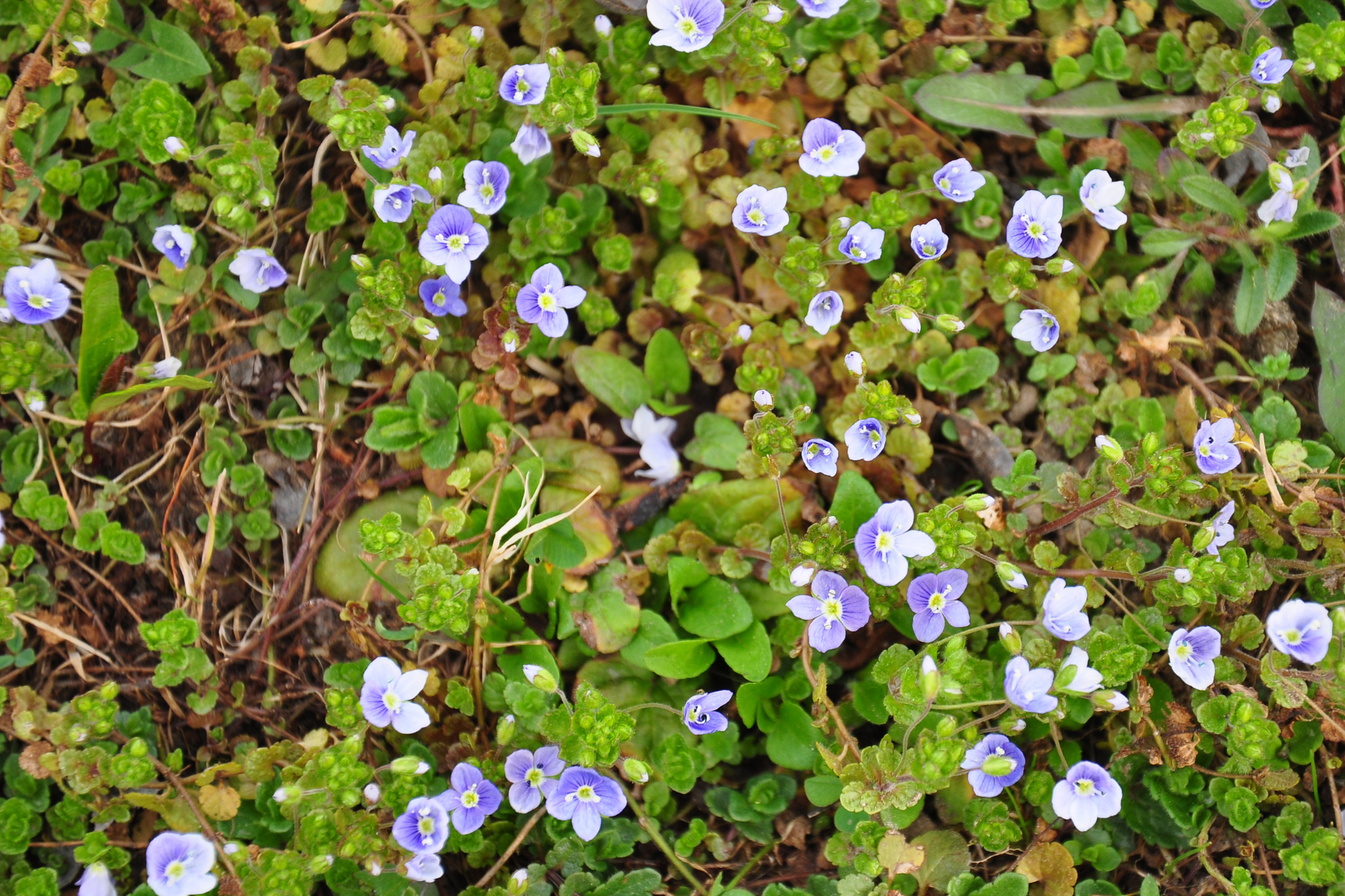 Small light purple flowers with green leaves scattered on the ground.