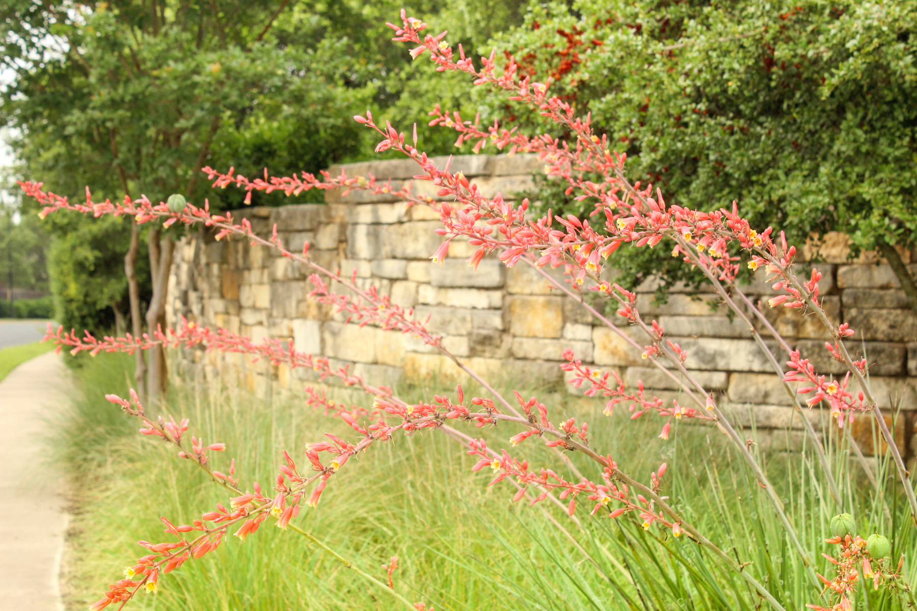 Red flowers on green stalks beside a stone wall and pathway, with green foliage in the background.