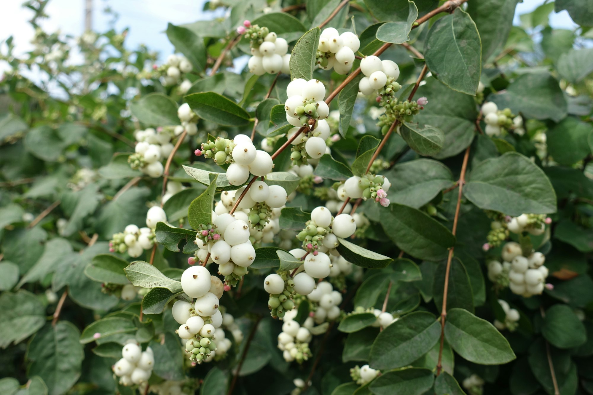 A bush with clusters of white berries surrounded by green leaves.