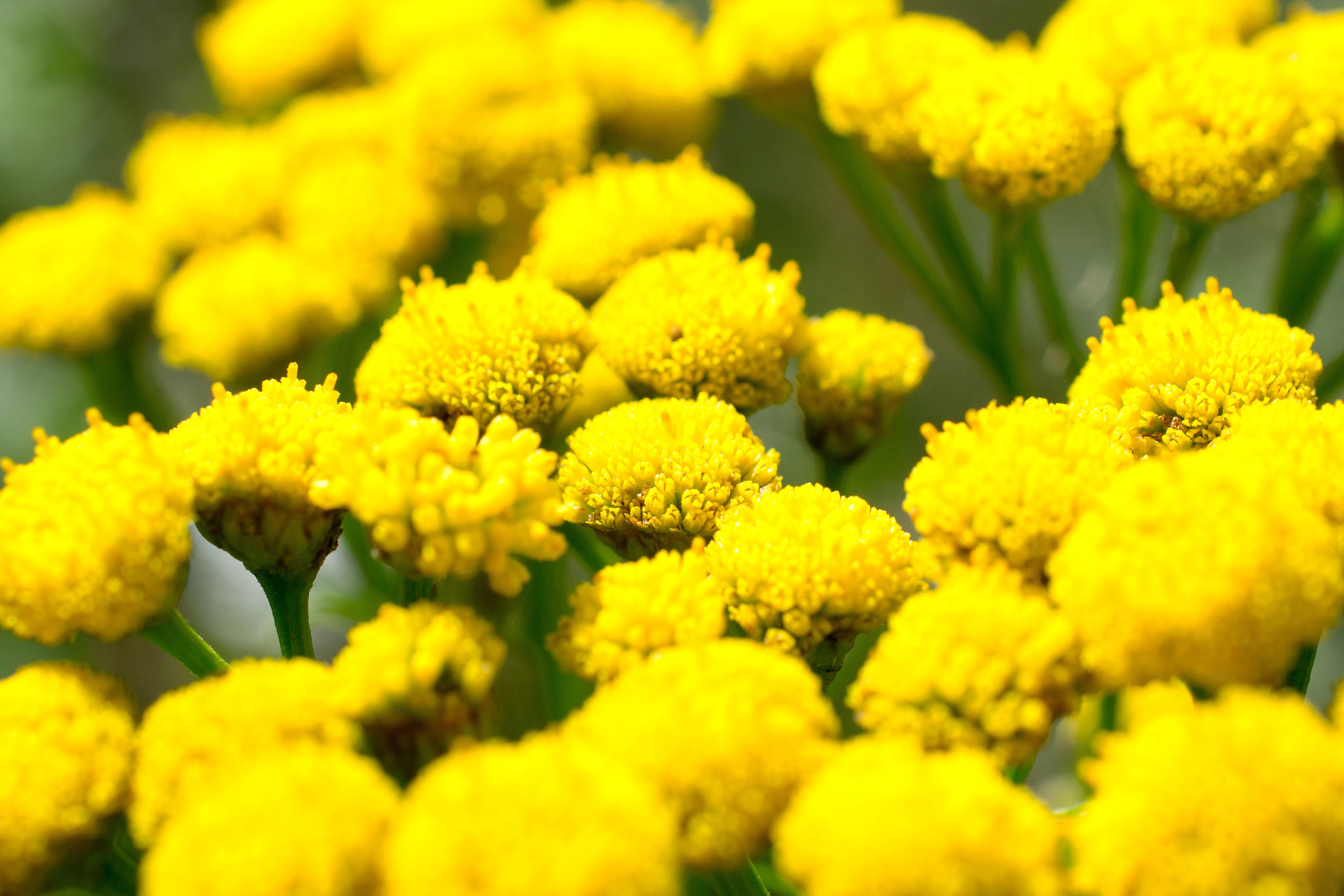 Bright yellow flowers with round clusters and green stems, in a close-up view.