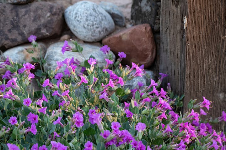 Pink-purple flowers among rocks next to a wooden post.