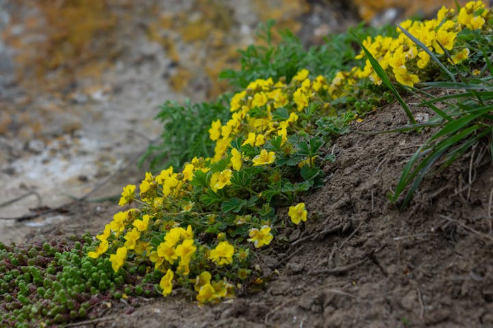 Yellow flowers and green plants growing on a soil-covered slope.