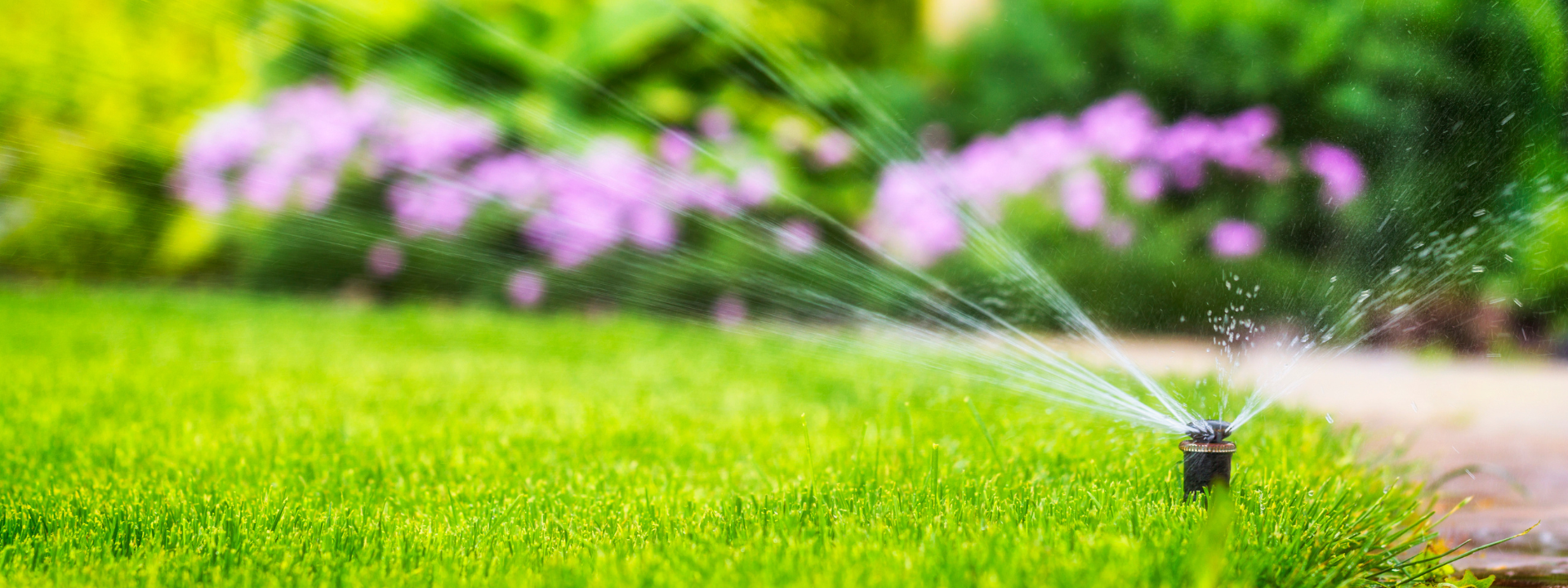 Sprinkler watering green grass with pink flowers in the background.