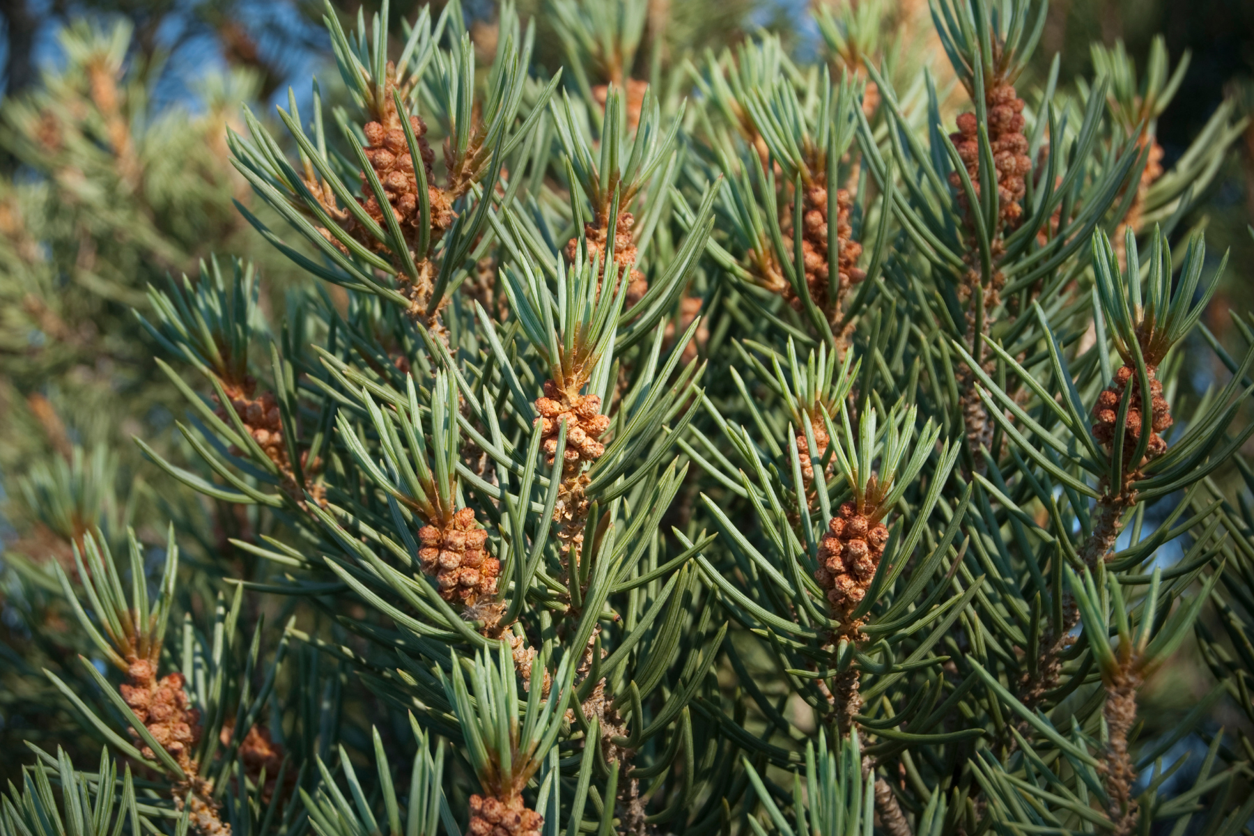 Pine tree branches with clusters of pine needles and small brown cones.