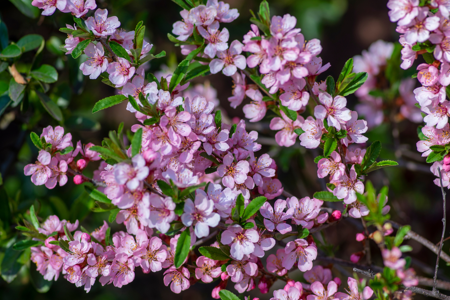 Pink cherry blossoms with green leaves on branches.