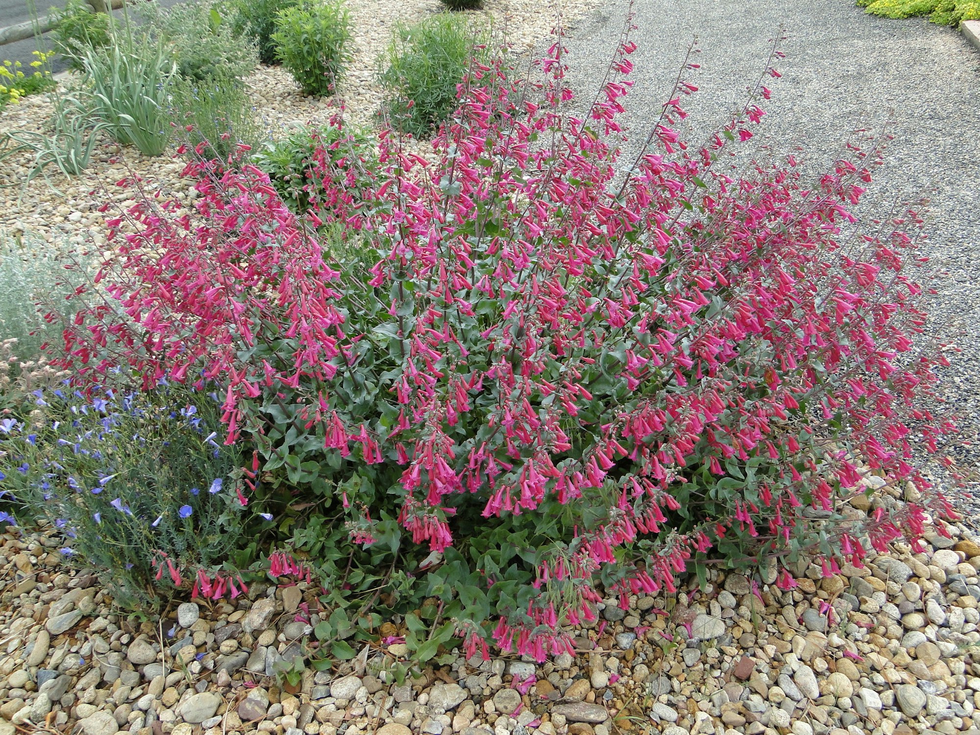 A bush with vibrant pink flowers on a rocky garden path.