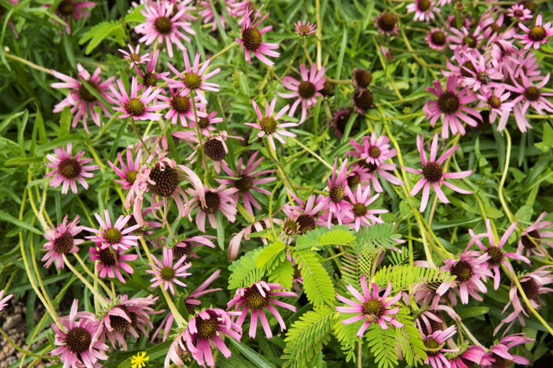 Pink coneflowers with green foliage densely covering the ground.