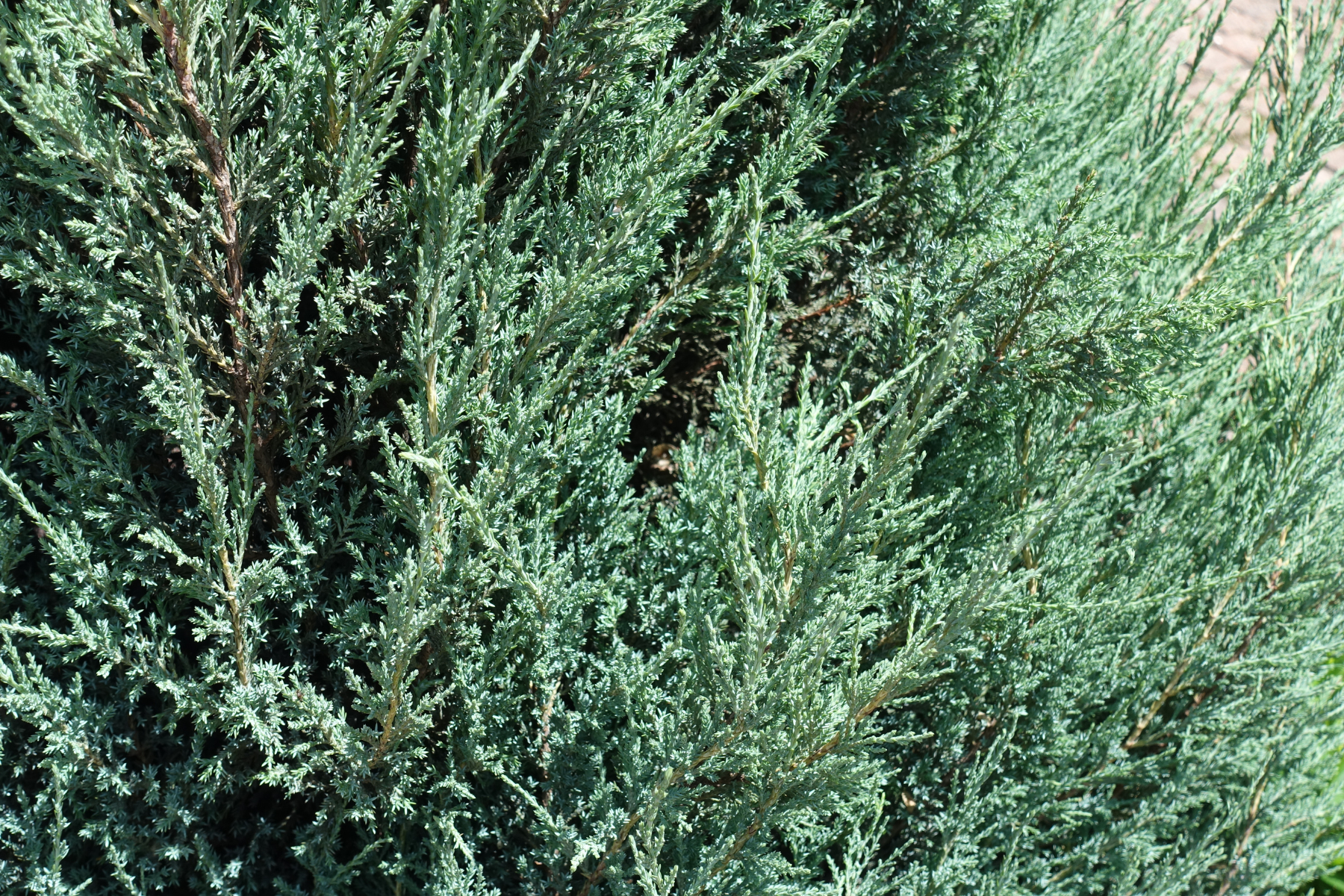 Close-up of lush green juniper shrub branches.