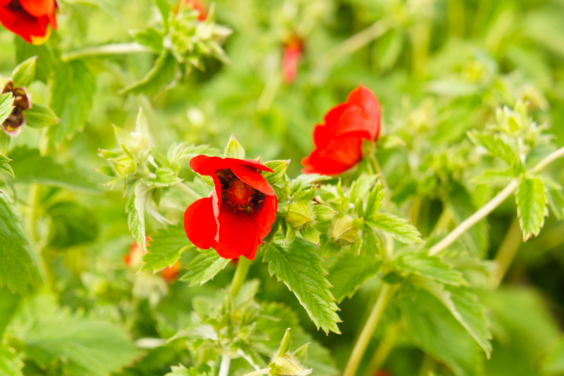 Vibrant red flowers surrounded by lush green leaves.