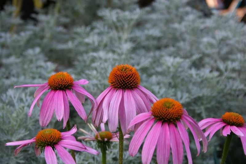 Pink coneflowers with orange centers against a gray-green foliage background.