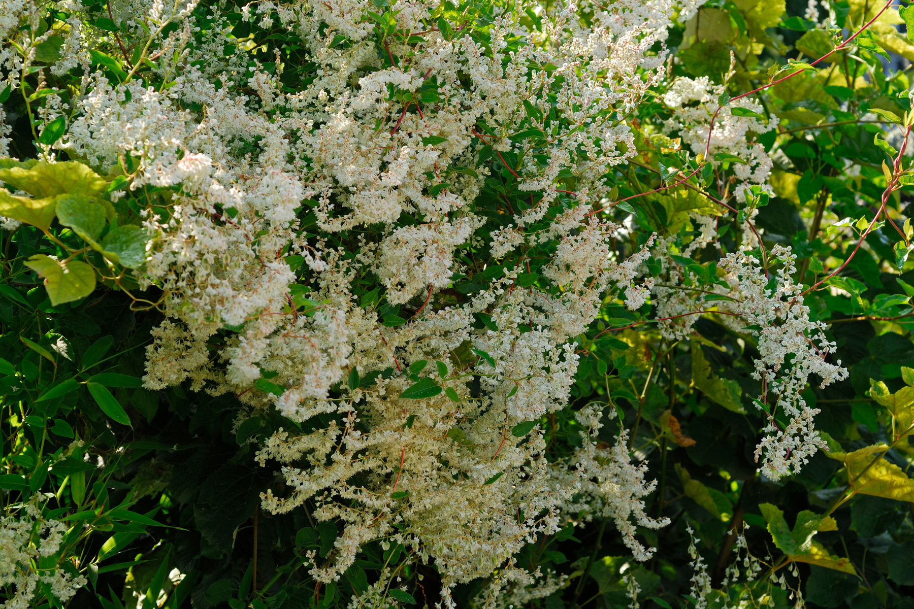 Dense bush with clusters of small white flowers and green leaves.
