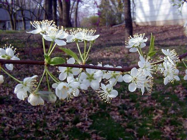 A branch with white blossoms in a wooded area with fallen leaves.