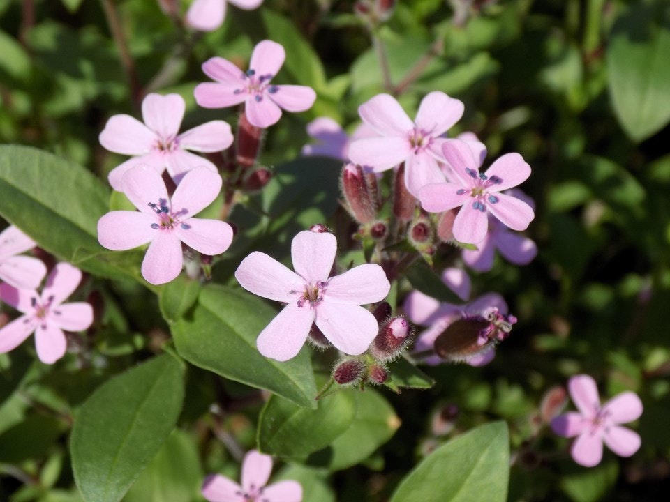 Pink flowers with five petals and green leaves in a garden setting.