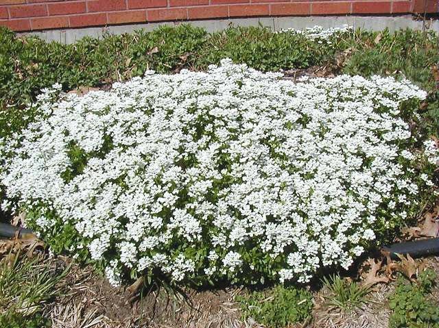 A dense cluster of small white flowers growing in a garden bed, bordered by a brick wall in the background.