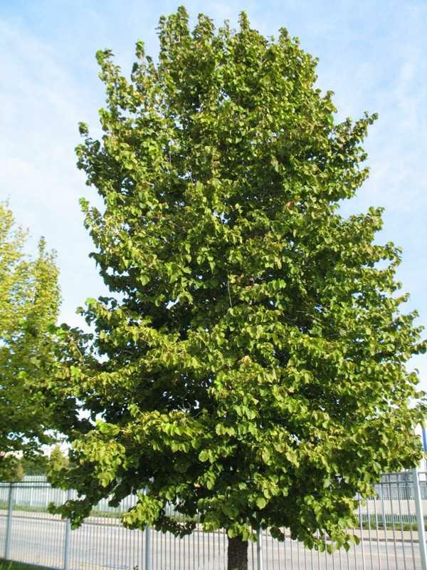 A tall tree with dense green leaves against a clear sky, near a fence and a road.