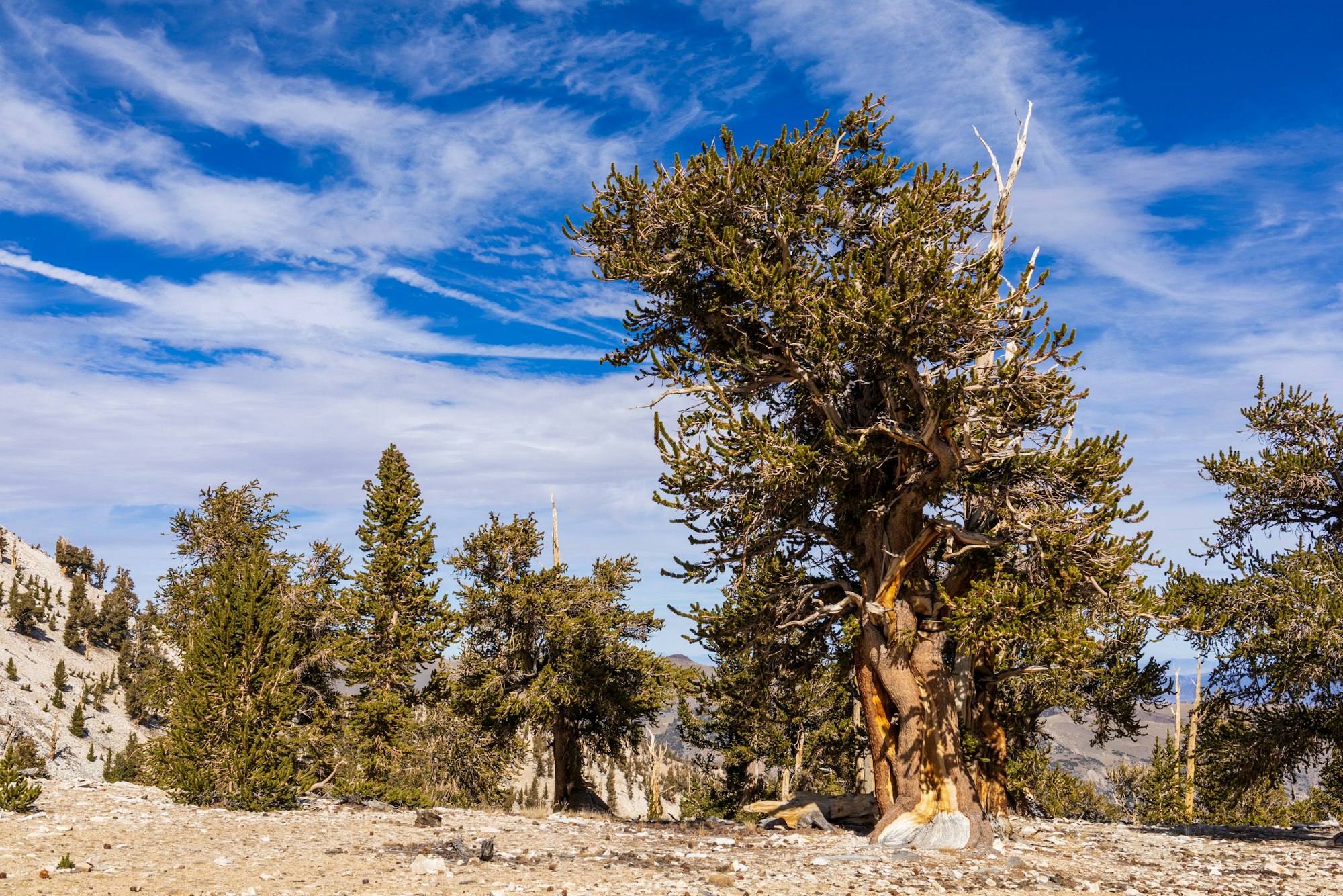 Ancient twisted trees on a rocky landscape under a vibrant blue sky with scattered clouds.