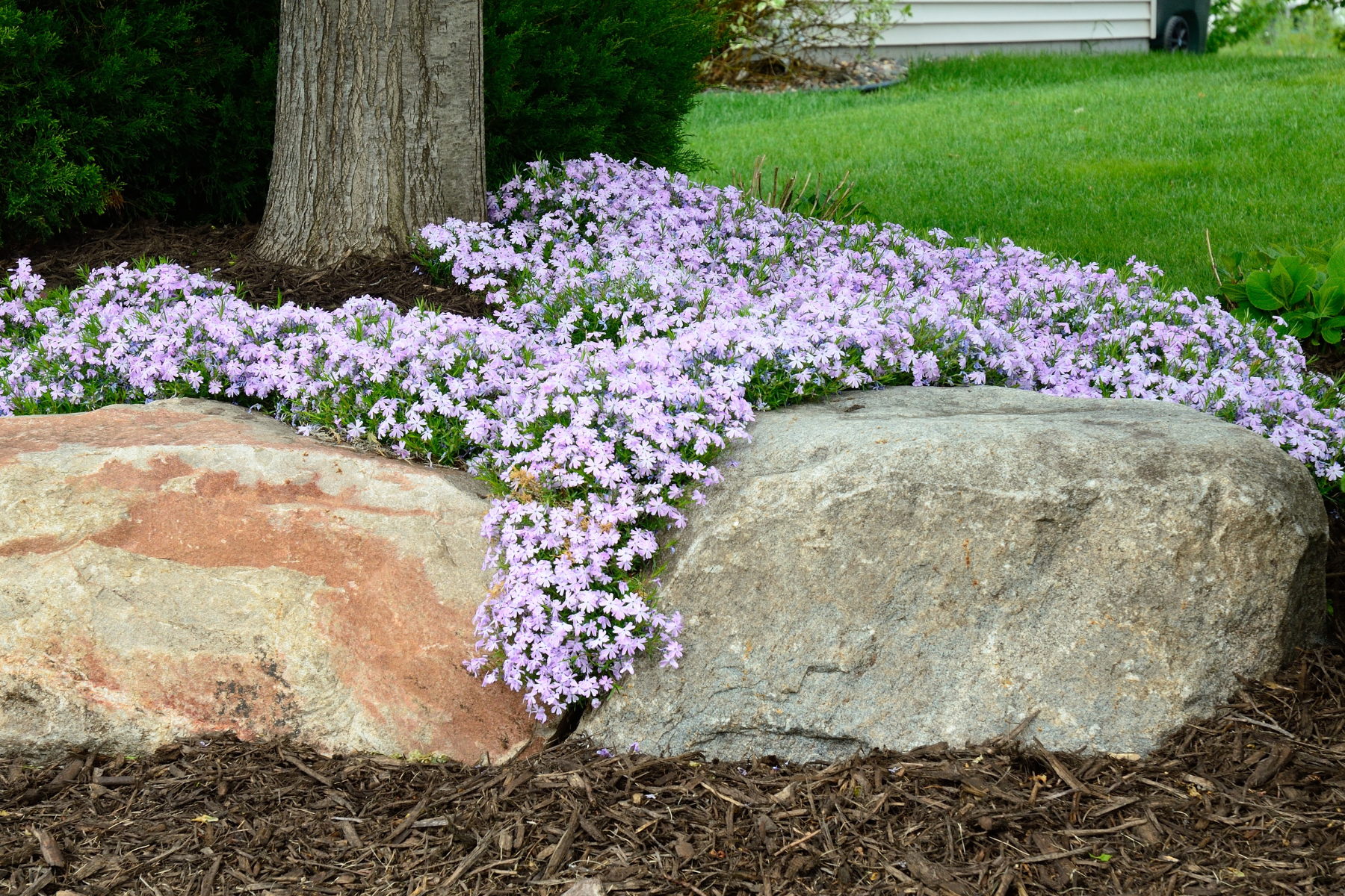 Light pink flowers low to the ground, growing over two large rocks with a green lawn in the background.
