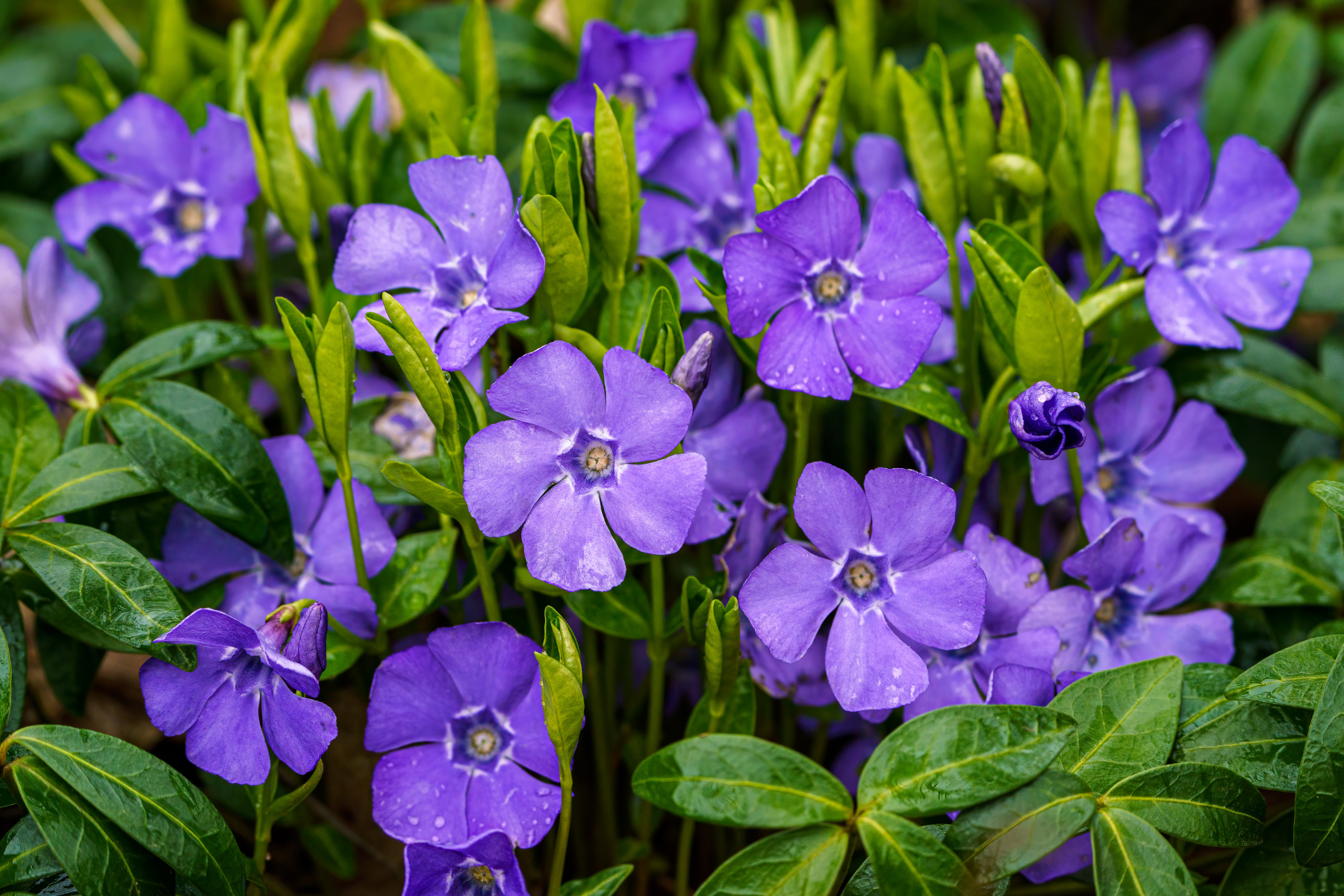 Purple periwinkle flowers with green leaves.
