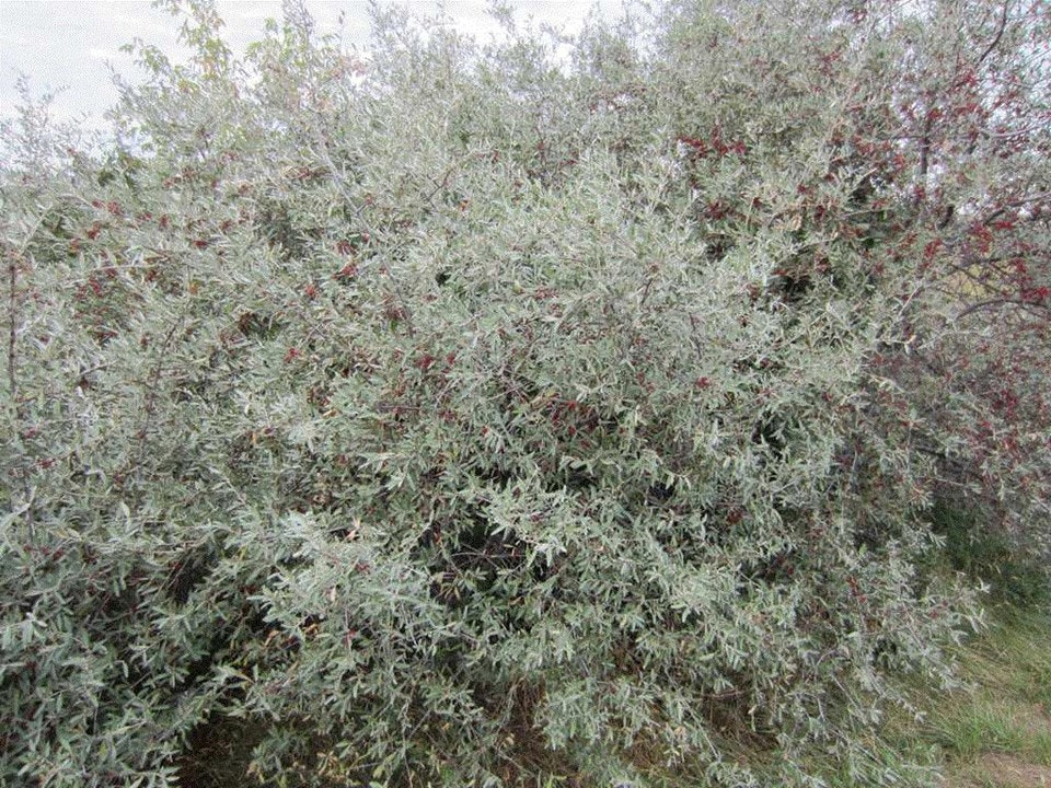 Dense, leafy bush with small red berries scattered throughout.