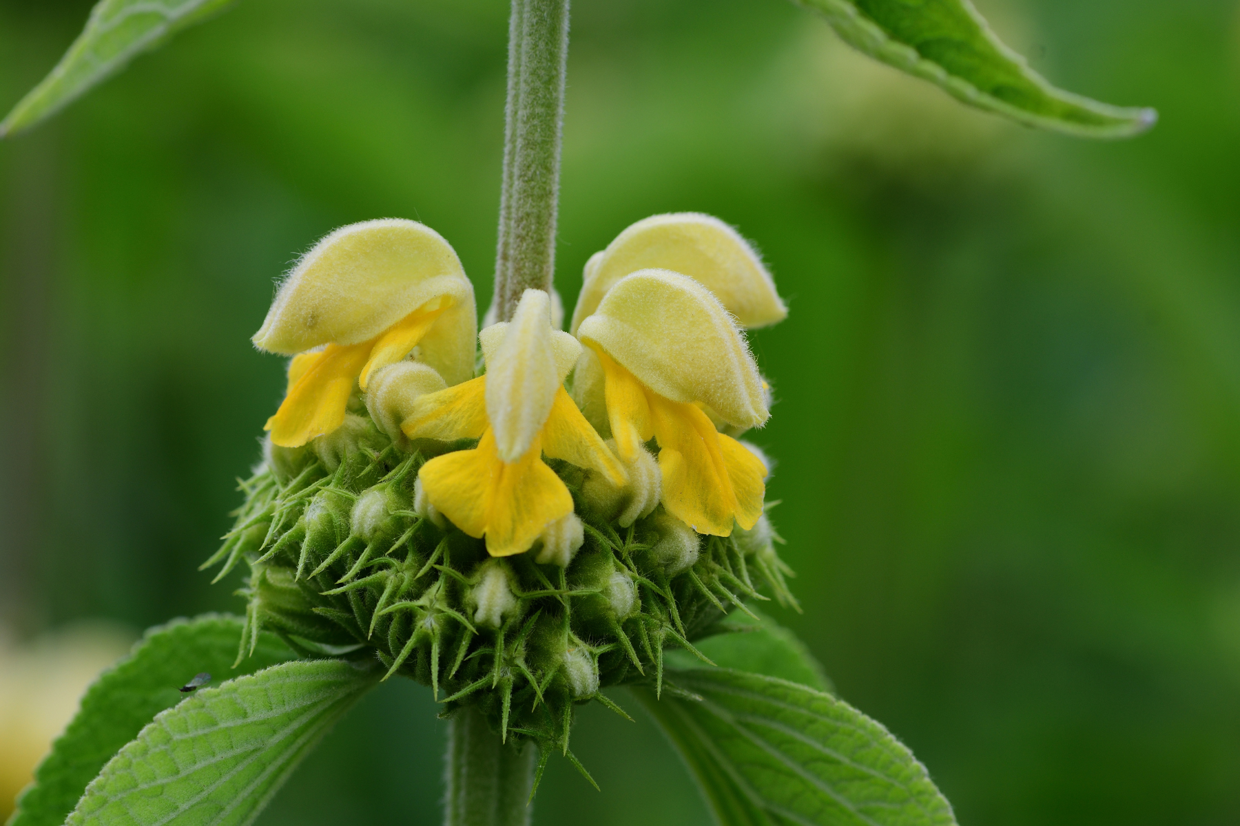 Close-up of a flower with yellow petals and green spiky buds against a blurred green background.