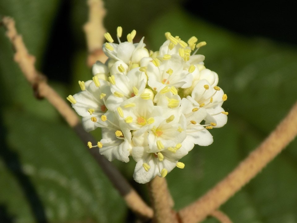Close-up of a white flower cluster with yellow stamens on a green leafy background.