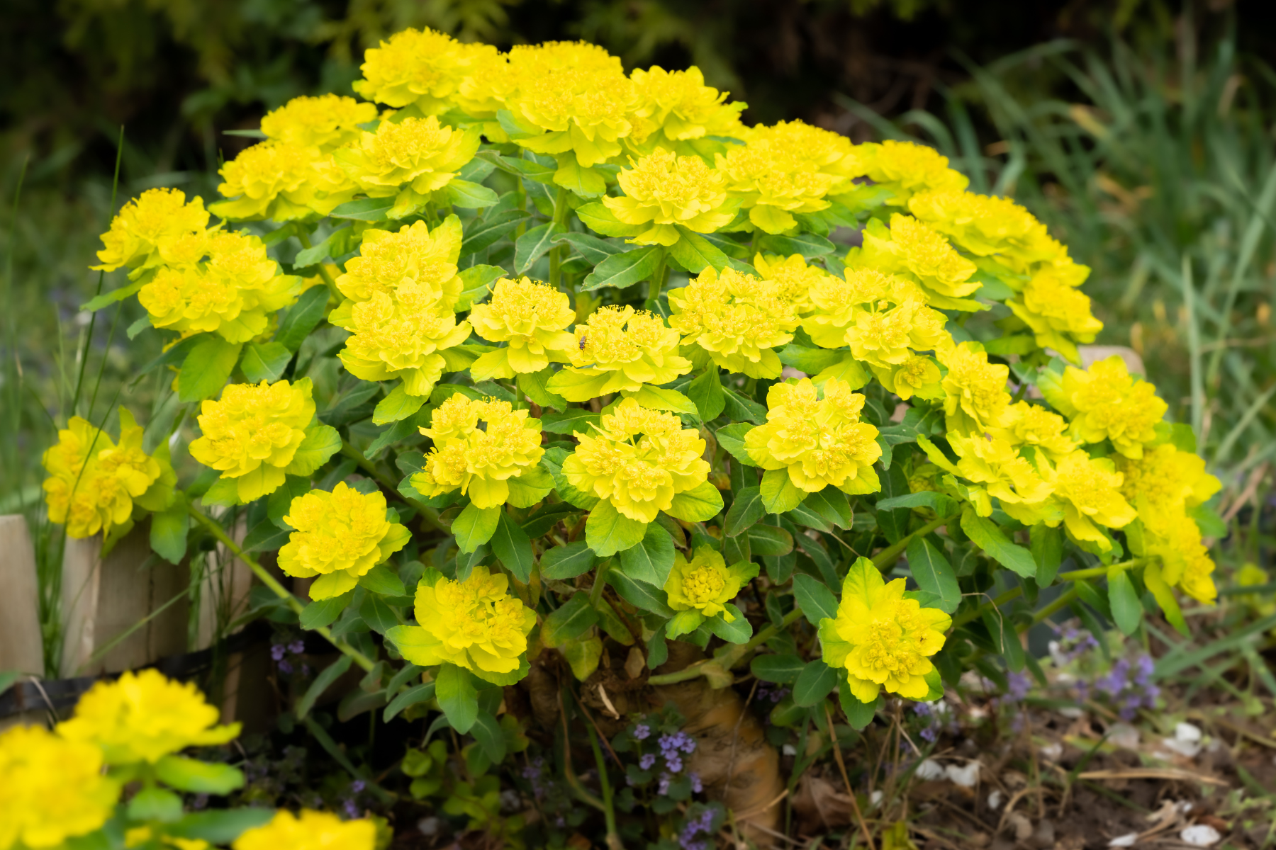 A bunch of bright yellow flowers with green leaves in a garden setting.