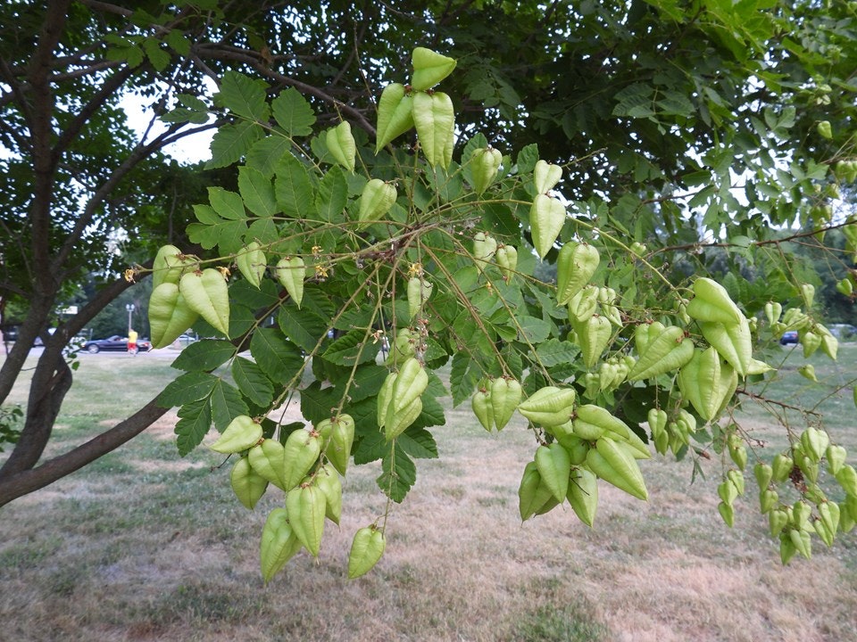 Green heart-shaped seed pods on a tree branch with leaves, in a park setting.