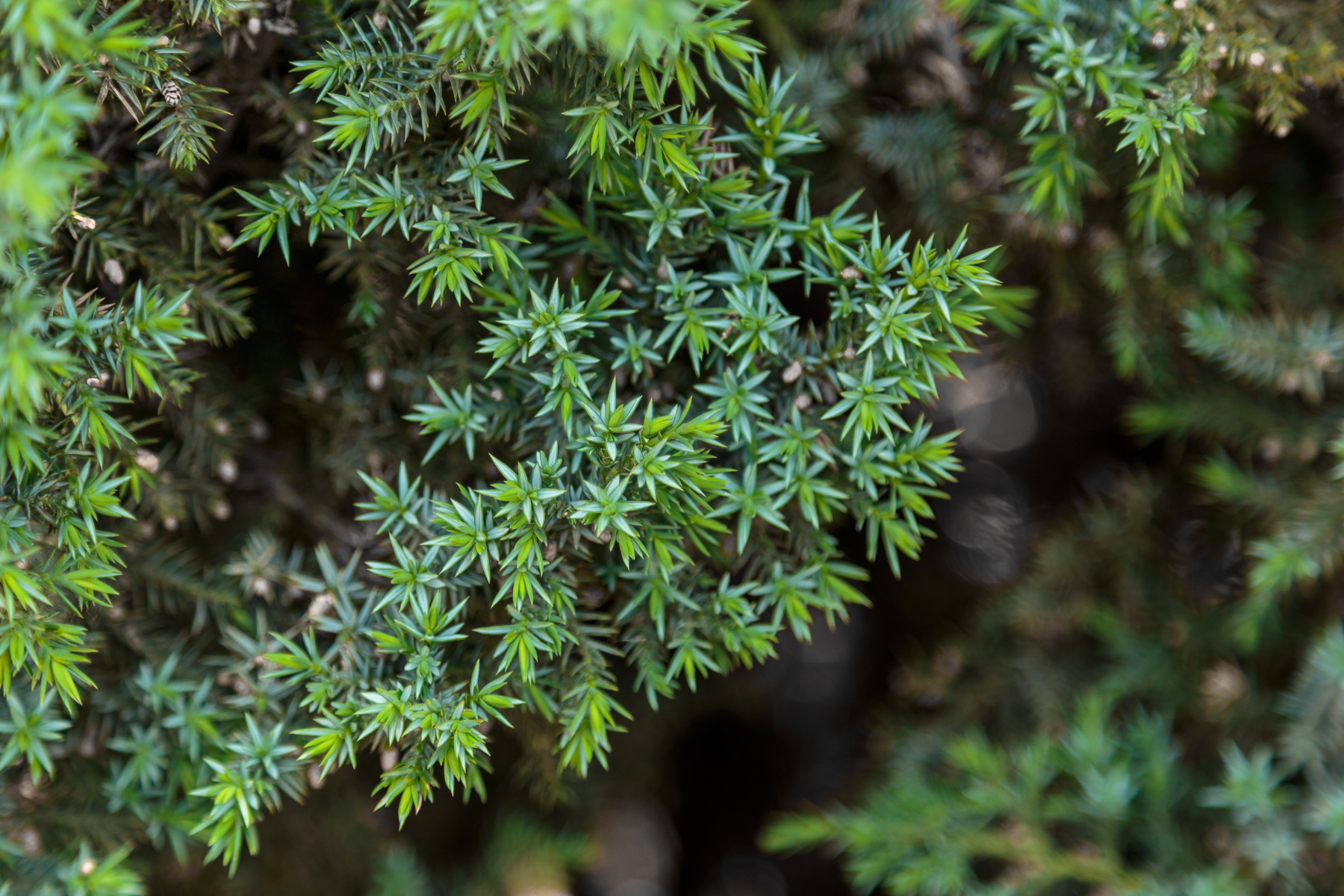 Tree branch with star-like stems.