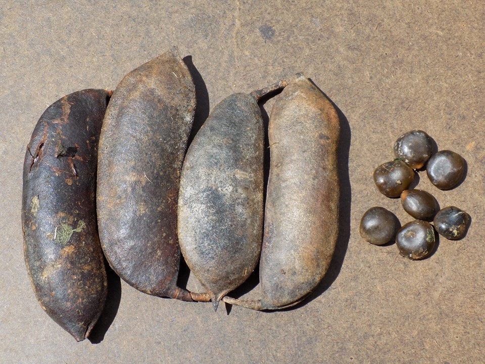 Four large seed pods and eight round seeds on a flat surface.