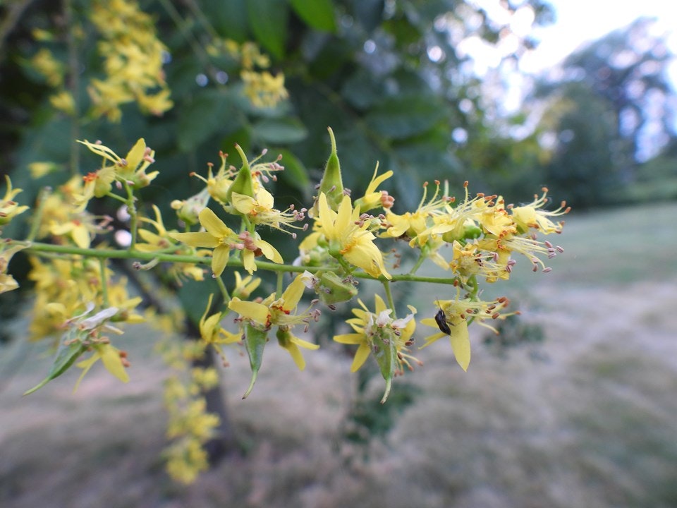 Yellow flowers with delicate petals on a branch, set against a blurred green and grassy background.