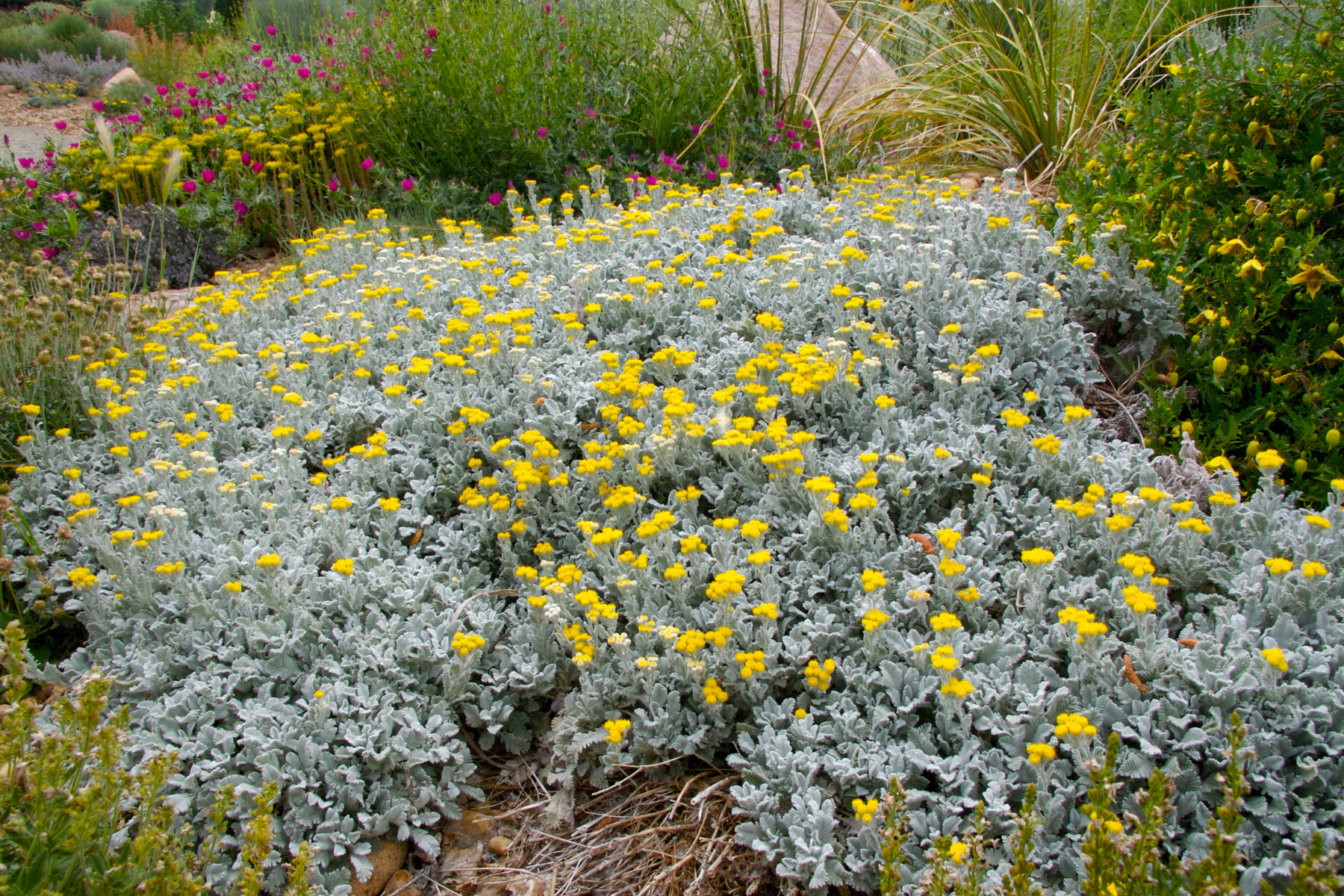 A garden with silver-leaved plants and small yellow flowers, surrounded by greenery and pink blooms.