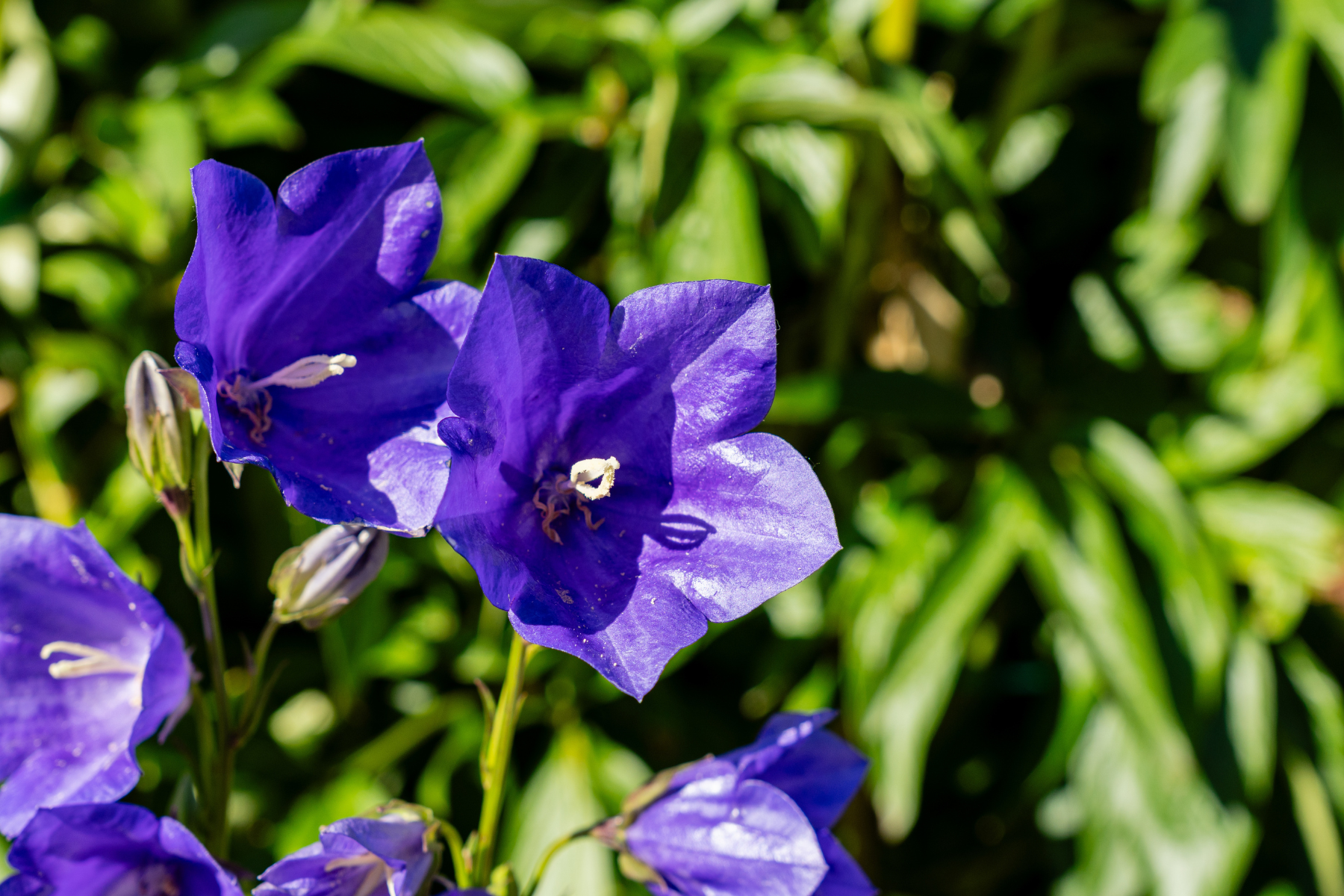 Purple bell-shaped flowers with green leaves in the background.