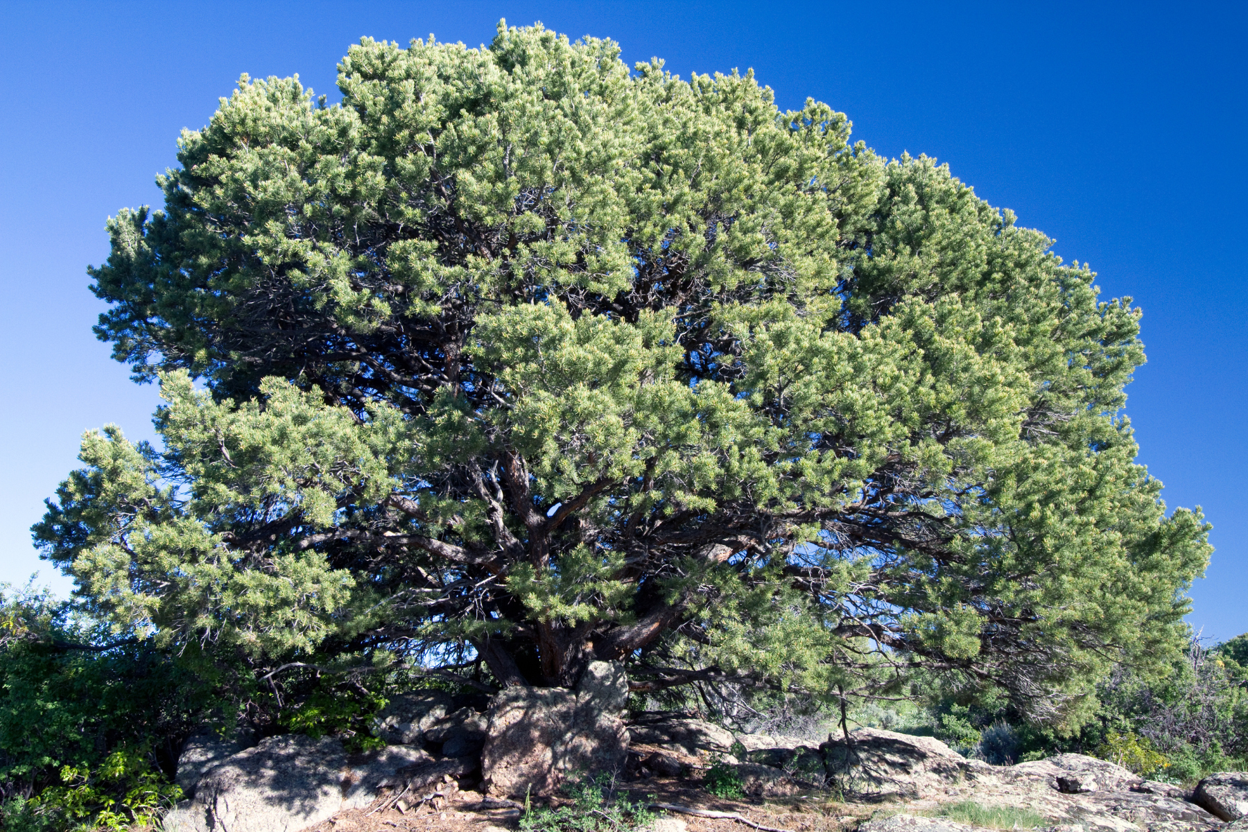 A large, lush tree with dense green foliage standing on rocky terrain against a clear blue sky.