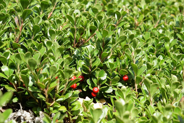 Dense green foliage with small red berries scattered throughout.