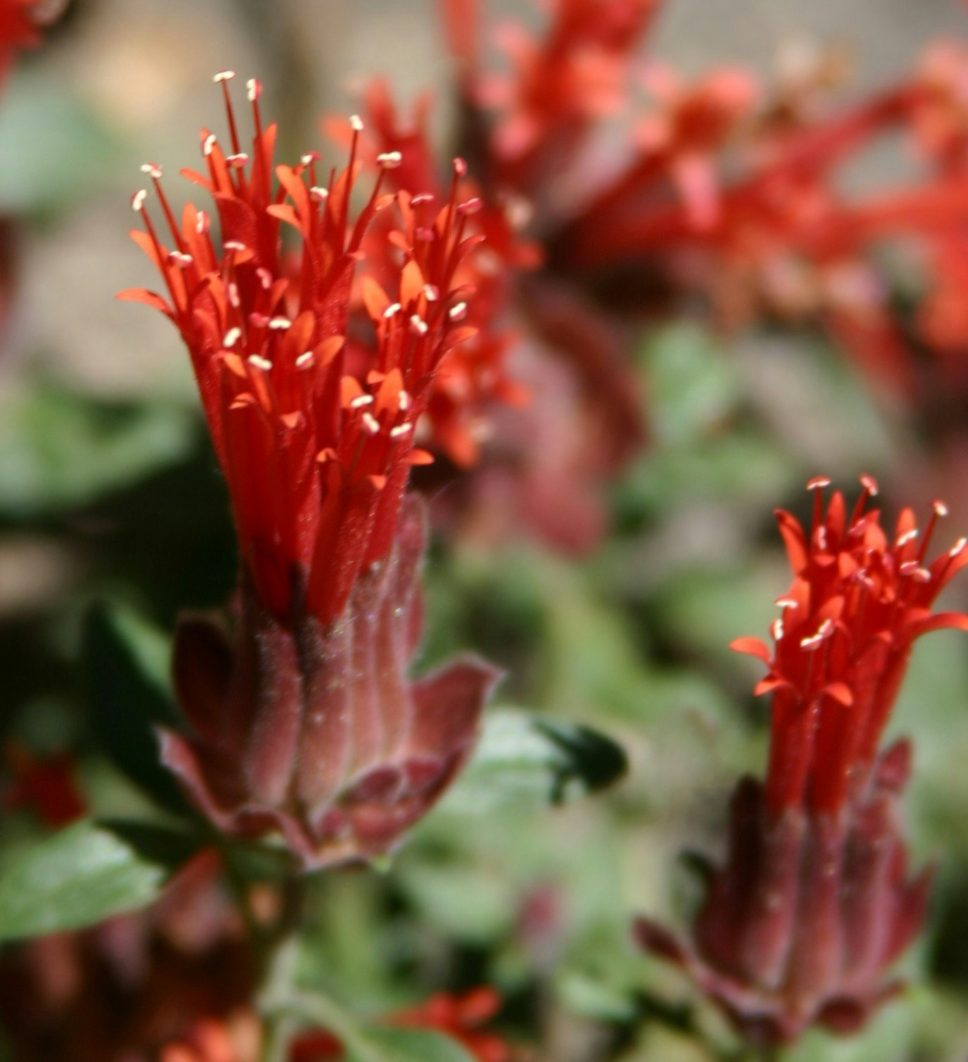 Close-up of vibrant red flowers with pointed petals and small white tips, surrounded by green leaves.