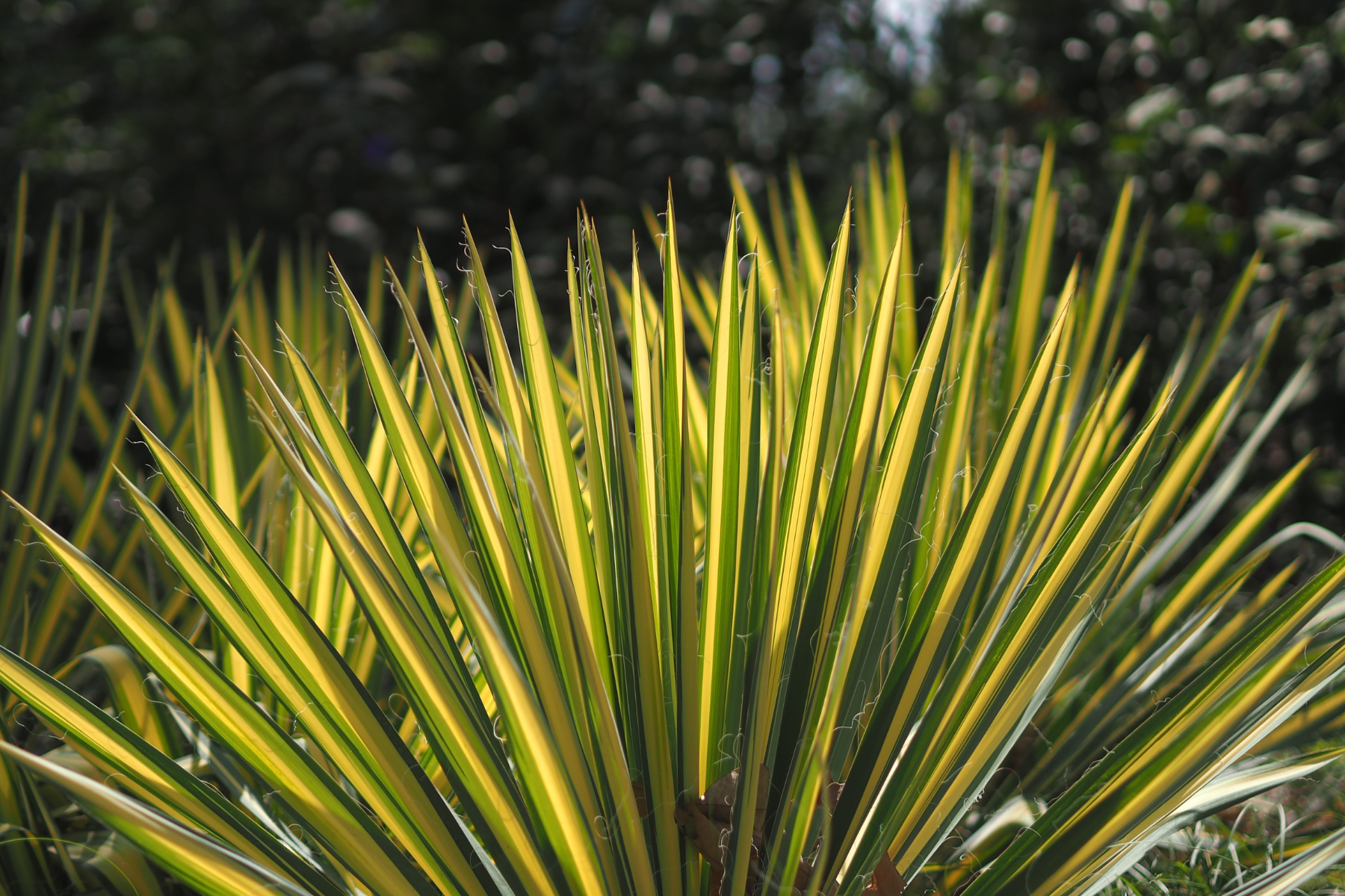 Spiky yellow and green leaves of a plant with a dark blurred background.