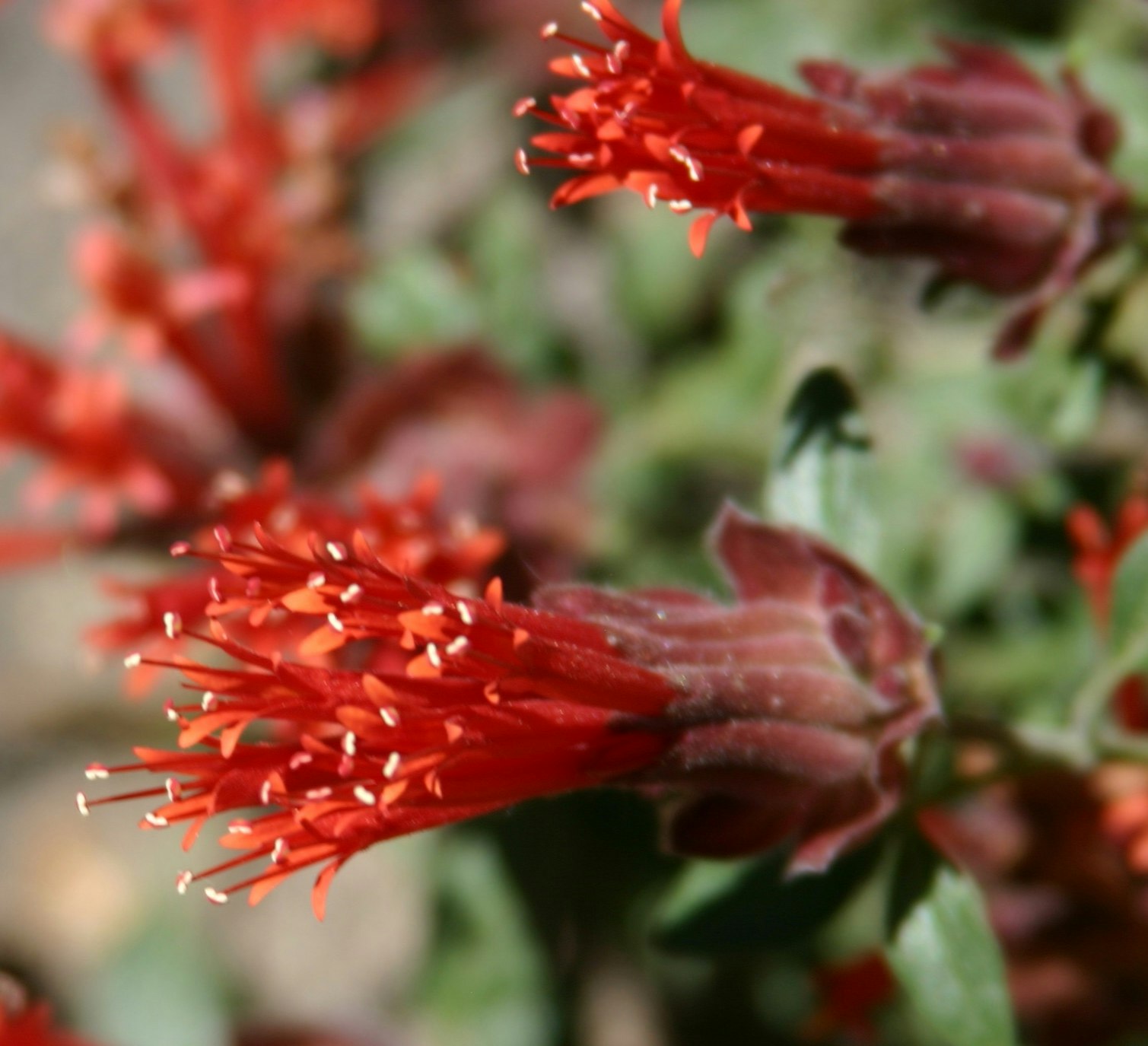 Close-up of vibrant red flowers with pointed petals and blurred green background.