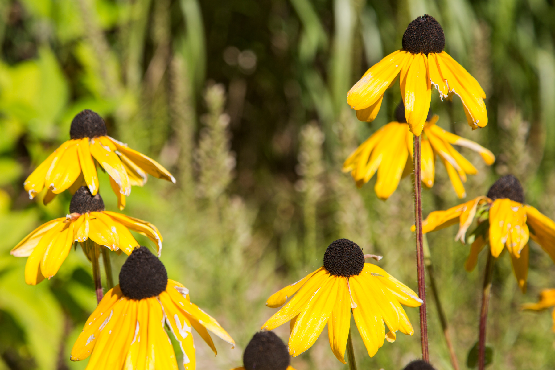 Bright yellow flowers with dark centers in a garden setting.