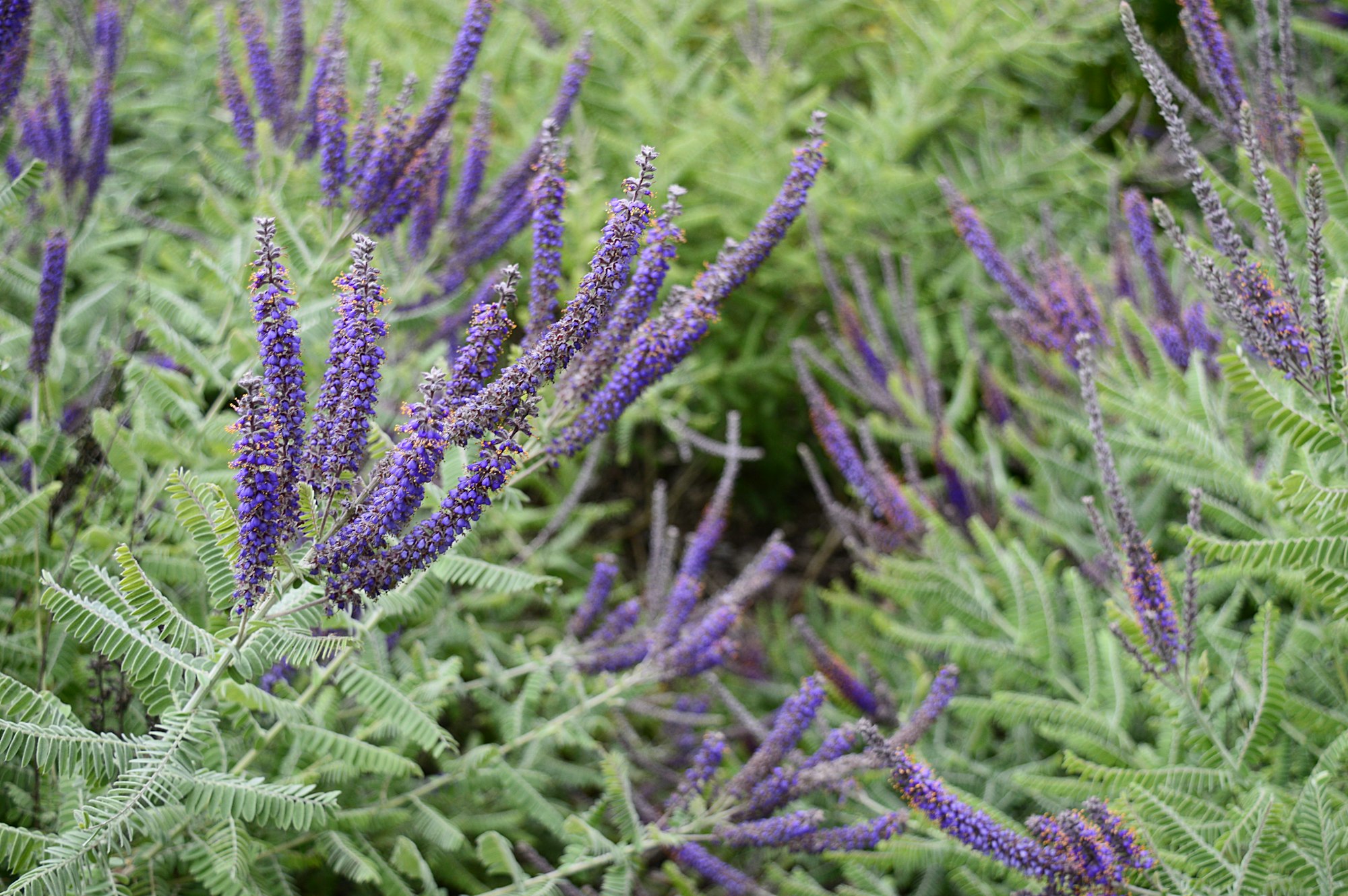 Purple flowers with long spikes, surrounded by green, feathery leaves.