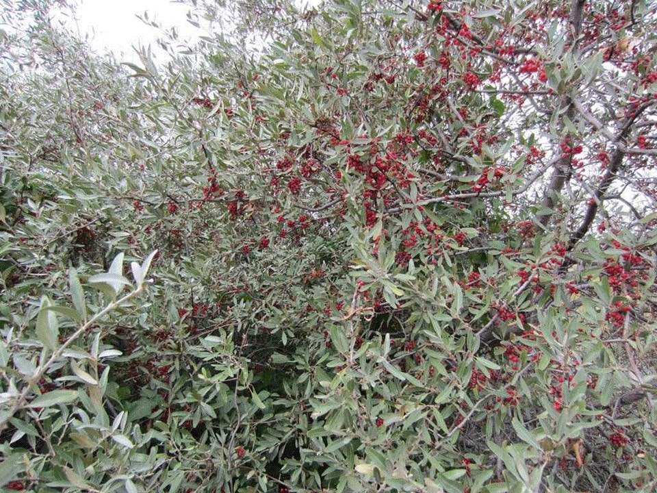 Dense branches with green leaves and clusters of small red berries.