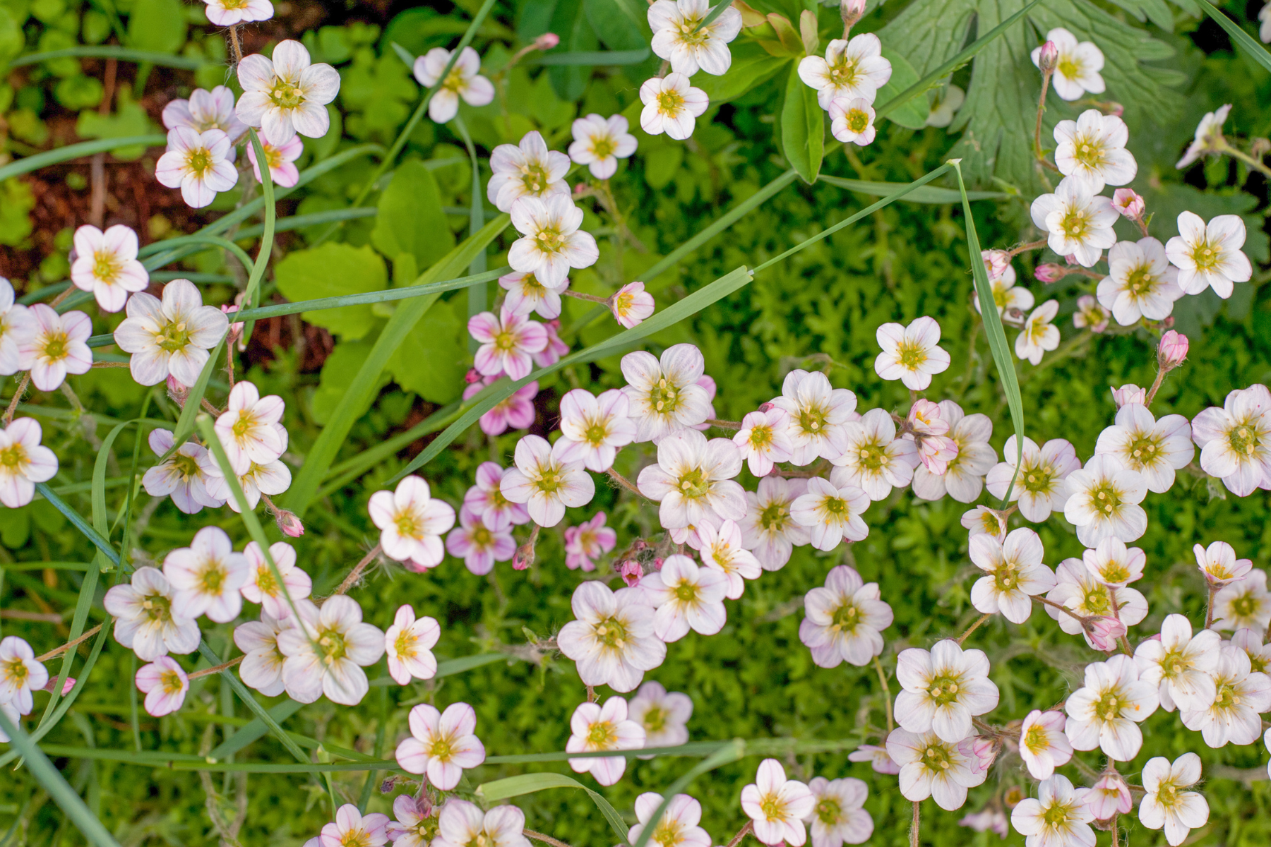 Small white and pink flowers with green centers, scattered over green leaves and grass.