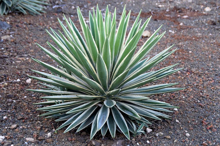 A spiky green yucca plant with striped leaves sits on rocky ground.