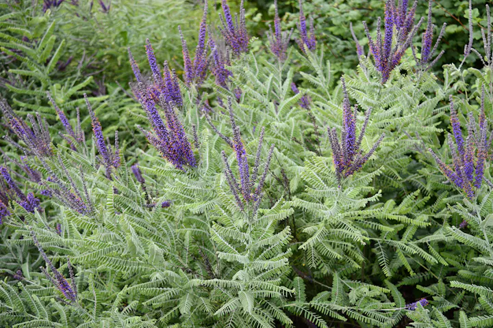 Green plants with elongated purple flower spikes and feathery leaves.