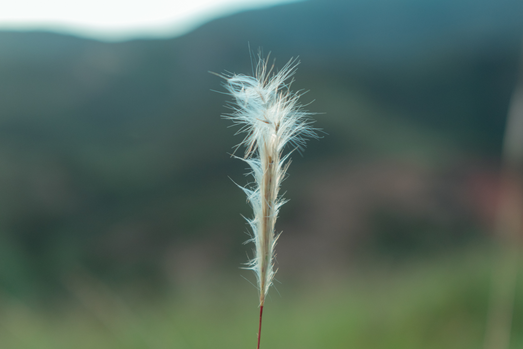 A close-up of a fluffy white plant against a blurred natural background.