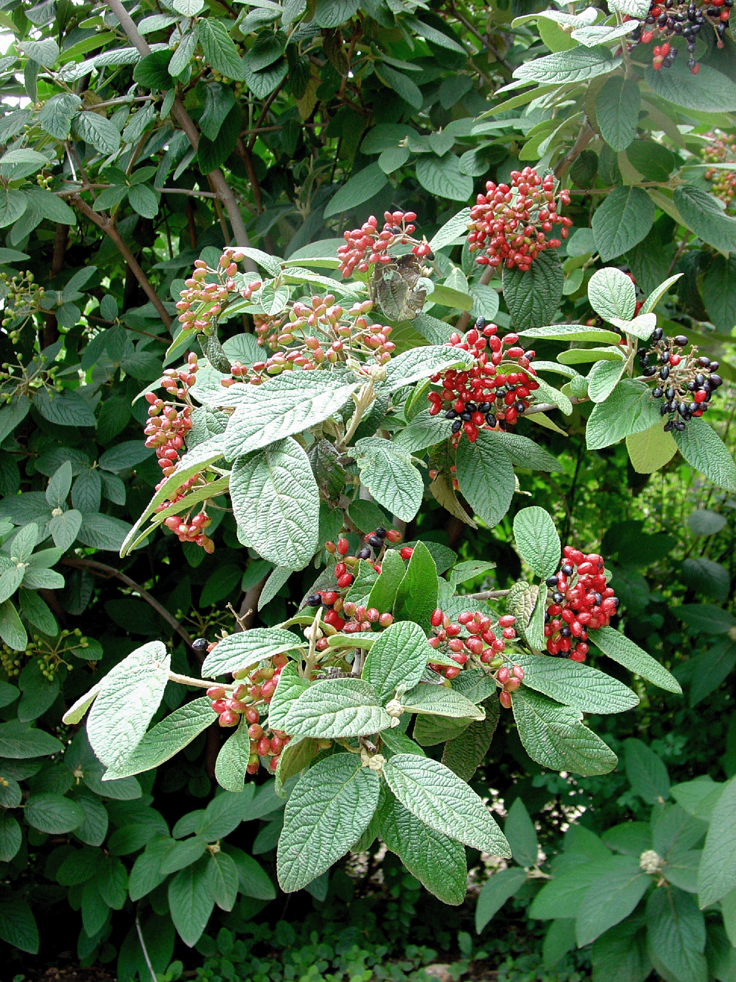 A verdant shrub with clusters of small, red berries surrounded by large, textured green leaves.