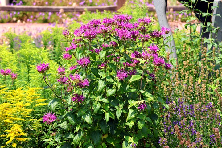 Garden with vibrant purple wild bergamot and yellow flowers, surrounded by lush green foliage.