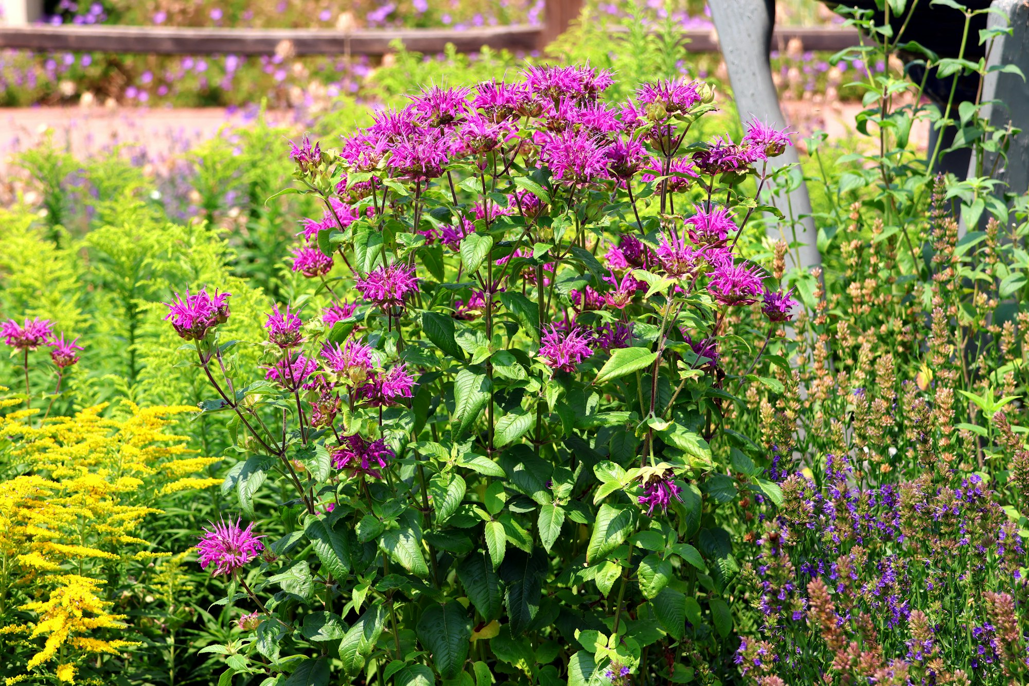 Garden with vibrant purple wild bergamot and yellow flowers, surrounded by lush green foliage.