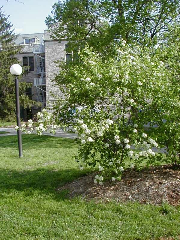 A flowering shrub with white blossoms on grass, near a building with spiral stairs and a lamppost.