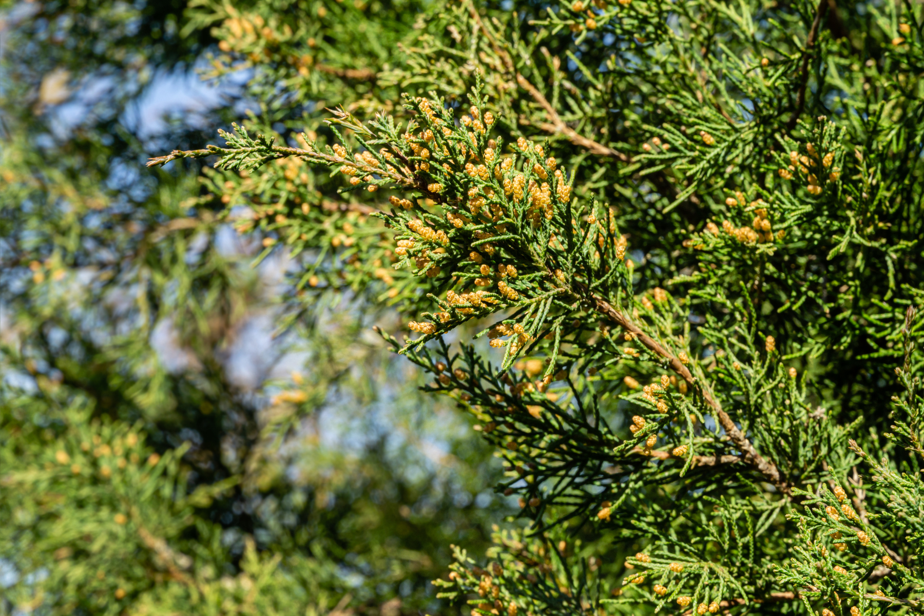 A close-up of a cedar tree branch with green needles and yellow pollen cones against a blurred background.